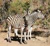 Lodge Olievenfontein Private Game Reserve