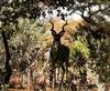 Lodge Olievenfontein Private Game Reserve