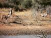 Lodge Olievenfontein Private Game Reserve