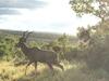 Lodge Olievenfontein Private Game Reserve