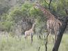 Lodge Olievenfontein Private Game Reserve