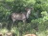 Lodge Olievenfontein Private Game Reserve