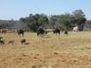 Lodge Olievenfontein Private Game Reserve