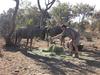 Lodge Olievenfontein Private Game Reserve