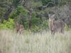 Lodge Olievenfontein Private Game Reserve