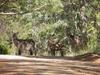 Lodge Olievenfontein Private Game Reserve