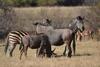 Lodge Olievenfontein Private Game Reserve