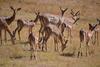 Lodge Olievenfontein Private Game Reserve