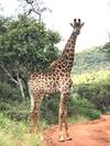 Lodge Olievenfontein Private Game Reserve