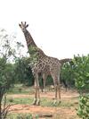 Lodge Olievenfontein Private Game Reserve