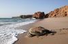 Hotel Ras Al Jinz Turtle Reserve