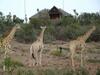 Hostal Addo Afrique Estate