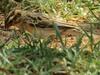 Meerkatplaats Guesthouse And B&B