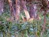 Bardia Eco Lodge