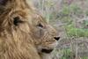 Hostal Rhino Walking Safaris