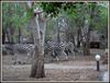 Phumula Kruger Lodge And Safaris