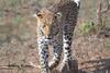 Phumula Kruger Lodge And Safaris