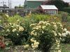 Country Inn Bed And Breakfast