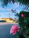 Motel Royal Inn And Suites