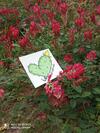 Bed & Breakfast B. & B. Arcadias
