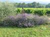 Bed & Breakfast Maison D'h�tes Bastide St Victor