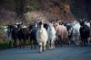 Bed & Breakfast Latu Corsu - Cote Corse Chambres D'h�tes