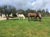 Agroturismo Quinta Do Medronheiro Hotel Rural