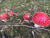 Les Perruchons Ancienne Grange R�nov�e Avec Soin