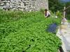 Agroturismo B&B Monte Tesobo
