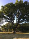 Bed & Breakfast Podere Le Querce