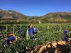 Bed & Breakfast 14 On Klein Constantia