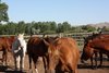 Hotel Ranch At Ucross