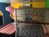 Hostal Robert Inn Dambulla