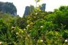 Hotel Khao Sok Morning Mist Resort