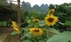 Yangshuo Ecofarm Lodge