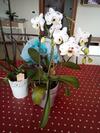 Bed & Breakfast L'orchidea Di Ale