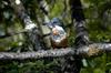 Lodge Caba�as Parque Tepuhueico