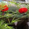 Little Saigon Boutique Hotel
