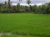 The Green View Yala