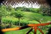 The Green View Yala