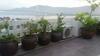 Aloe Garden Homestay