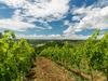 Agroturismo Il Torriano