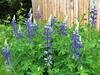 Bed & Breakfast Juneberry Lodge