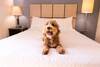 Hotel Candlewood Suites Arlington
