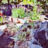 Hostal Guest House Villa Ziella