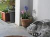 Bed & Breakfast Bosayne Guest House