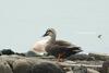 Water Bird Family