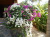 Hotel Thuy - Gunter Garden Bungalow