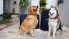 Kruger Home