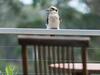 Hotel Gipsy Point Lodge & Cottages